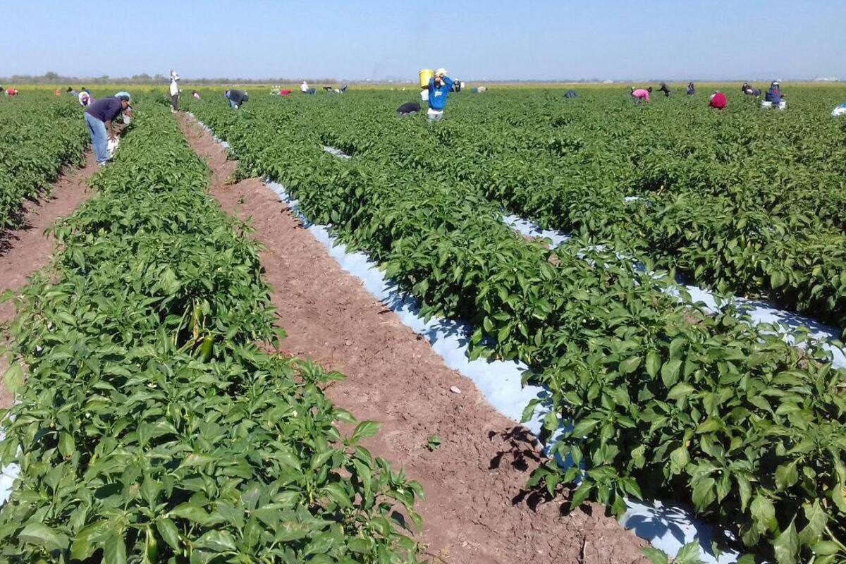 Falta de horas frío afecta al chile y tomatillo en el Sur del Estado