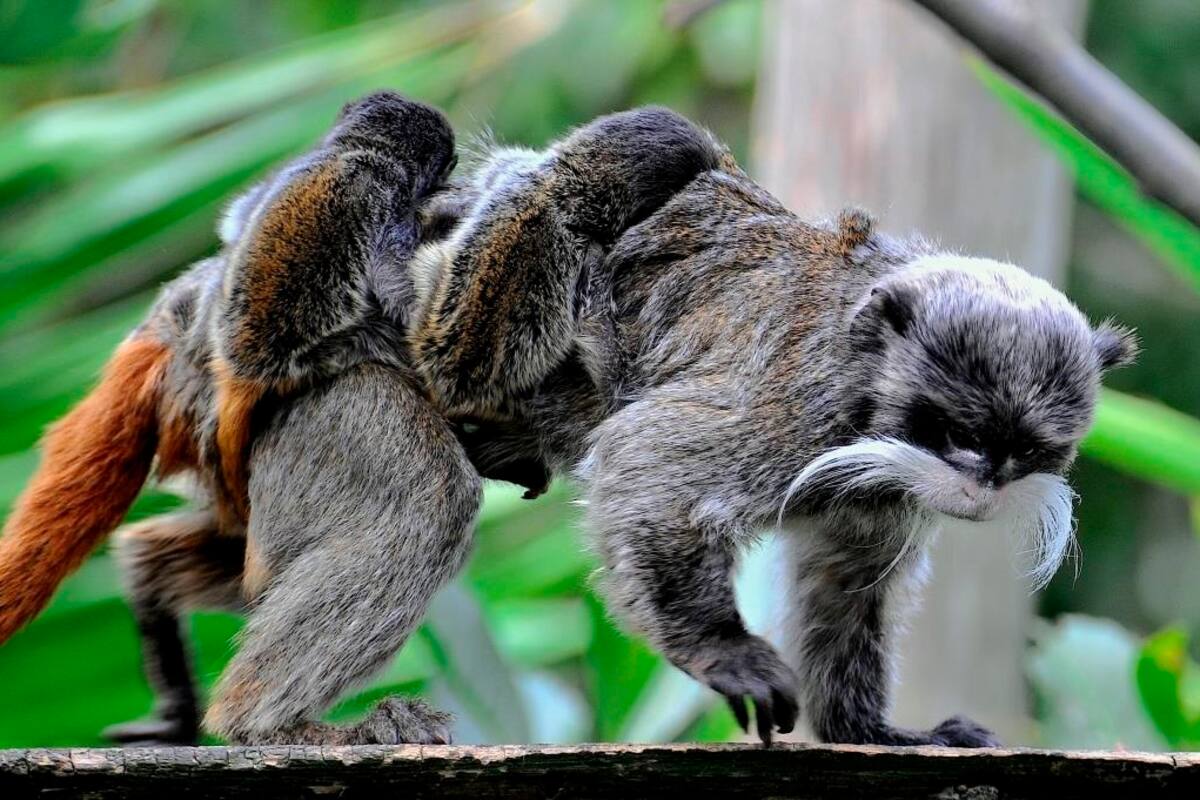 Tití emperador, especie en peligro de extinción, da a luz a un par de mellizos