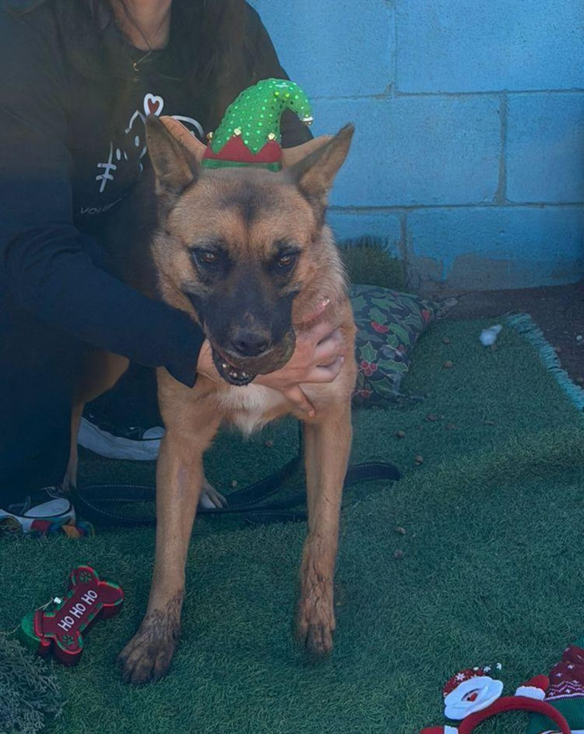 El Voluntariado Rosarito y Huellitas Enjambre pidieron no regalar animales en Navidad sin considerar la responsabilidad que implica su cuidado. Foto: Cortesia