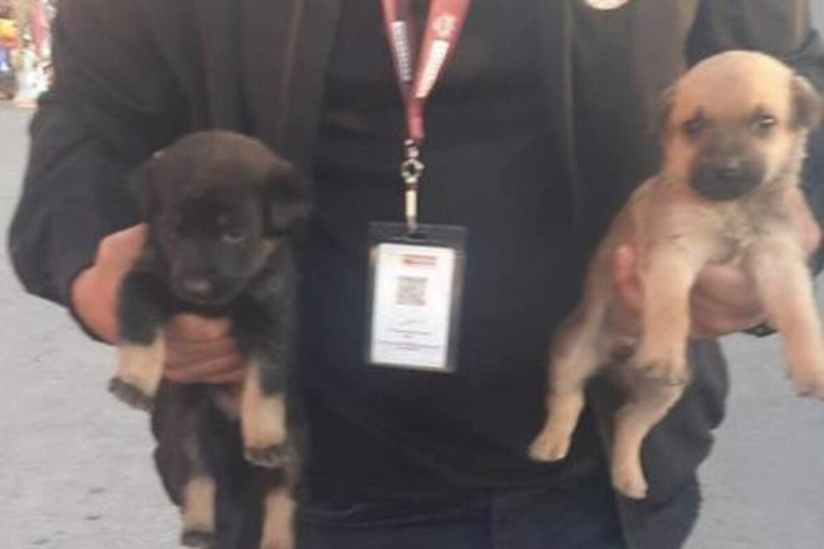 Perros decomisados en garita serán dados en adopción en el Parque Morelos