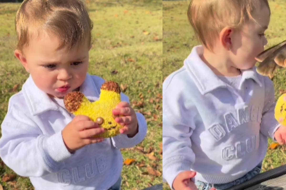 Padres graban el momento en que un halcón roba con extrema agilidad el pan de su hijo pequeño