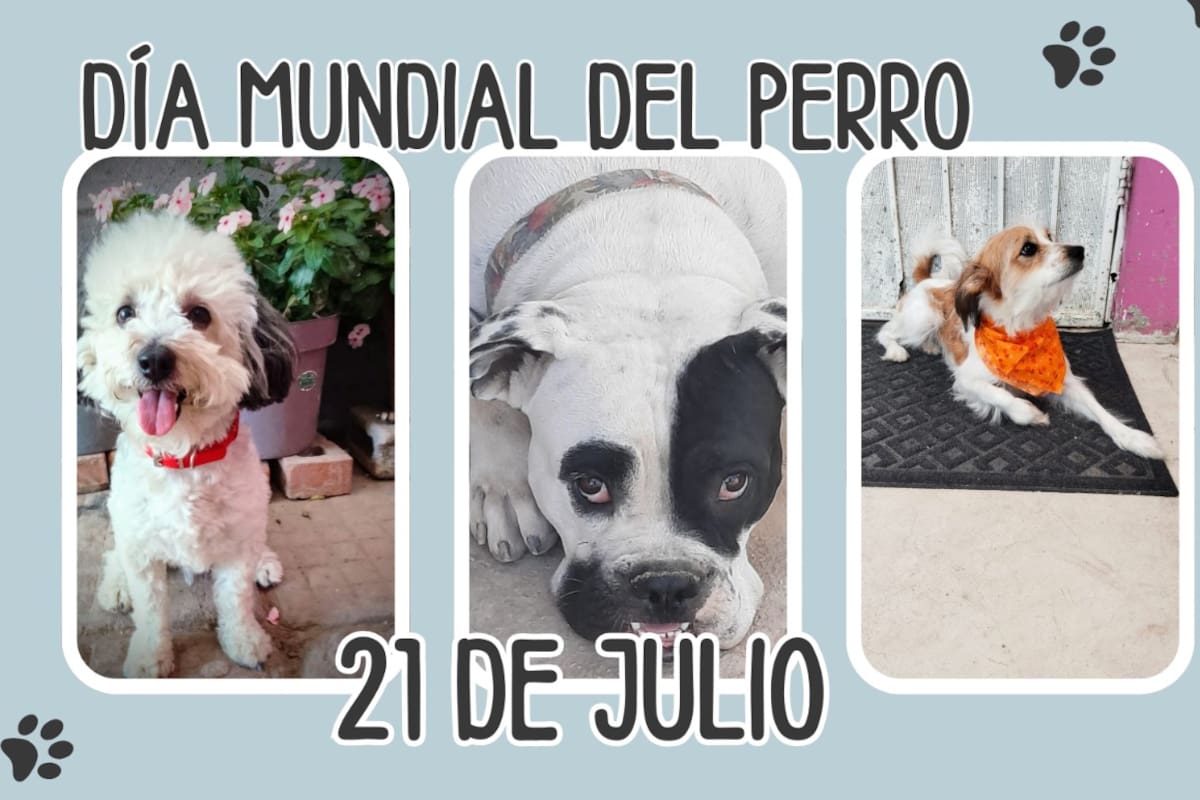 Día Mundial del Perro: ¿Por qué es tan importante adoptar?