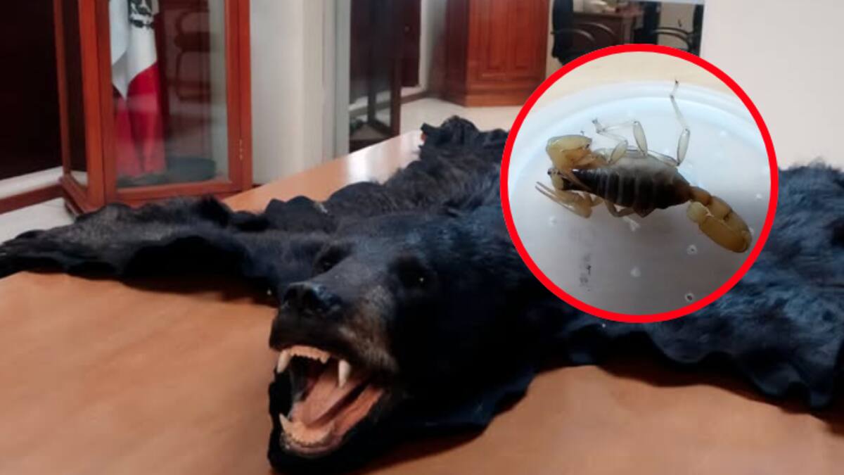 Hallazgo macabro en paquetería: escorpión vivo y piel de oso en peligro de extinción fueron asegurados en San Luis Potosí