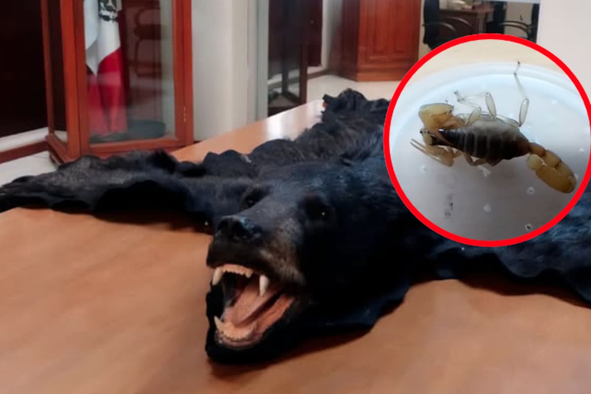 Hallazgo macabro en paquetería: escorpión vivo y piel de oso en peligro de extinción fueron asegurados en San Luis Potosí