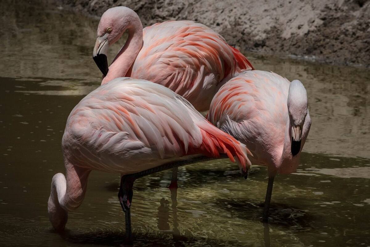 Flamenco es sacrificado en zoológico de EU luego de que un niño le lanzó una piedra