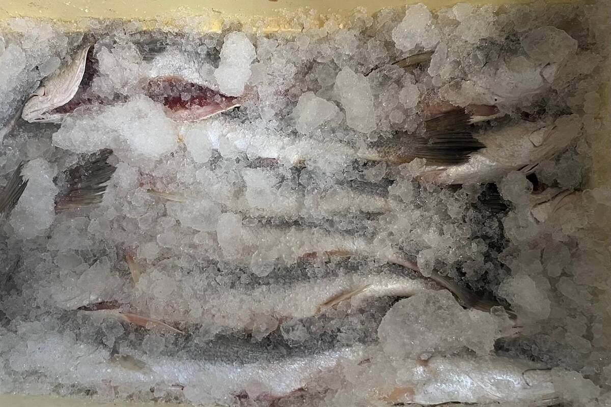 Buenas ventas registraron pescaderías durante Semana Santa