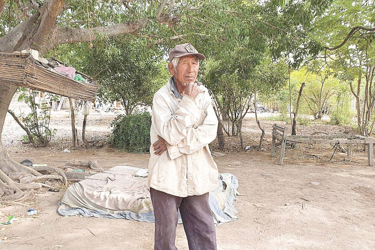 Vive bajo las ramas de un árbol