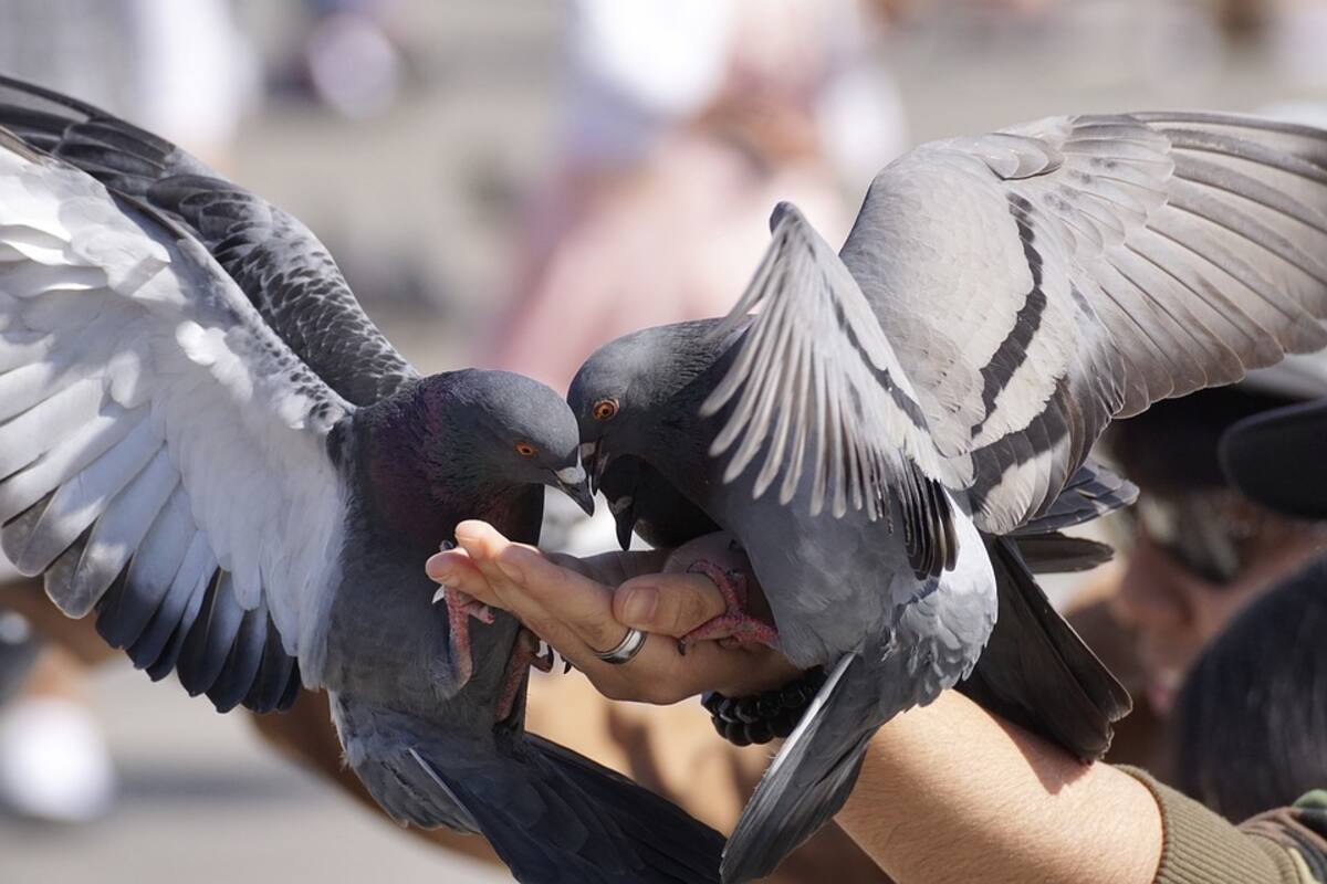 Se seguirá multando con hasta 106 euros por dar de comer a las palomas en Portugal