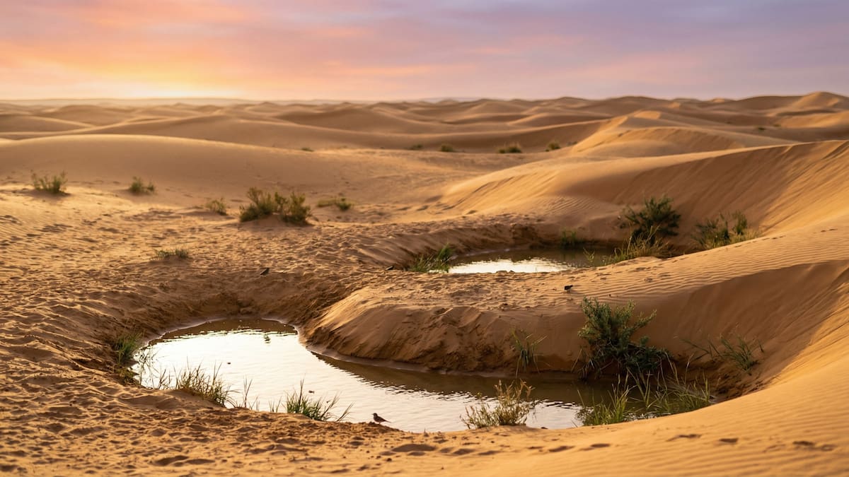 Tras el fracaso de millones de abejas y árboles que no resistieron el calor, científicos descubren que la geometría del suelo puede frenar la expansión del Sáhara, acumular agua y devolver vida a un desierto que parecía condenado a la muerte y el olvido