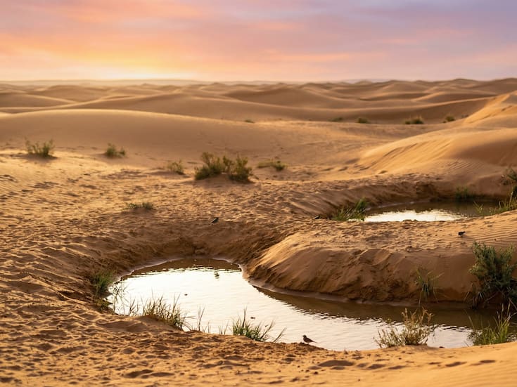 Tras el fracaso de millones de abejas y árboles que no resistieron el calor, científicos descubren que la geometría del suelo puede frenar la expansión del Sáhara, acumular agua y devolver vida a un desierto que parecía condenado a la muerte y el olvido