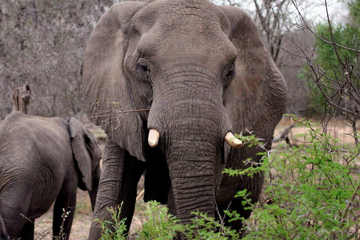 Supuesto cazador furtivo muere pisoteado por elefantes en Sudáfrica