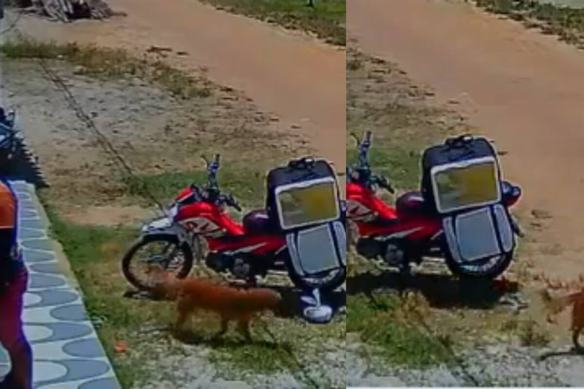 VIDEO: Perrito aprovechó la distracción de un repartidor y le roba la comida