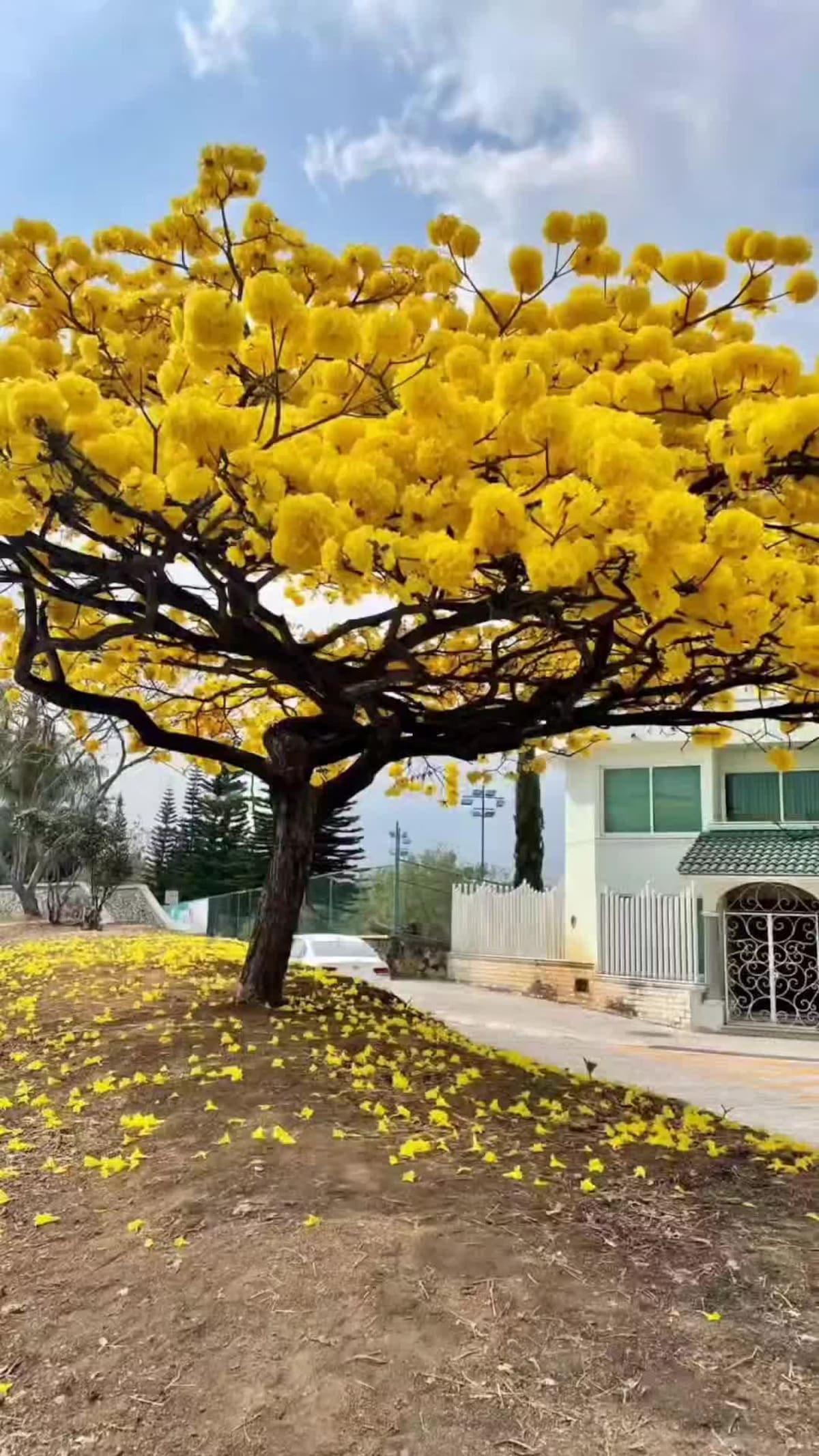 Guayacán del desierto.