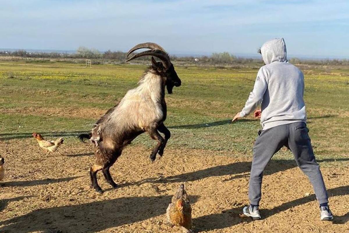 Perturba entrenamiento de peleador de UFC con cabra (VIDEO)