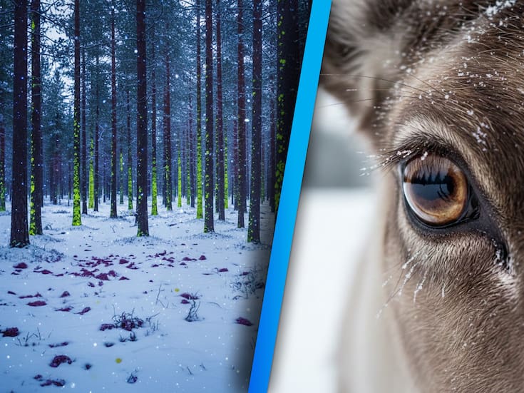 ¿Sabías que algunos animales pueden ver la luz ultravioleta, pero nosotros no?