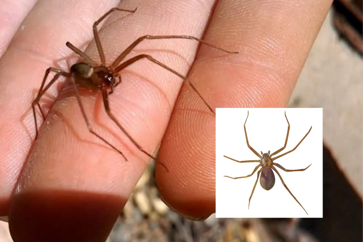 ¡Cuidado! Expertos alertan sobre el aumento de arañas violinistas en todo el país