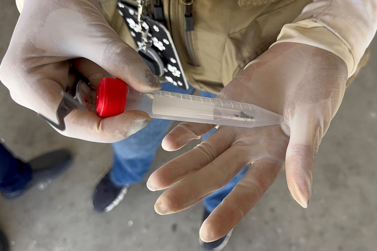 Ensenada registra 32 casos de rickettsiosis y 14 defunciones en 2026