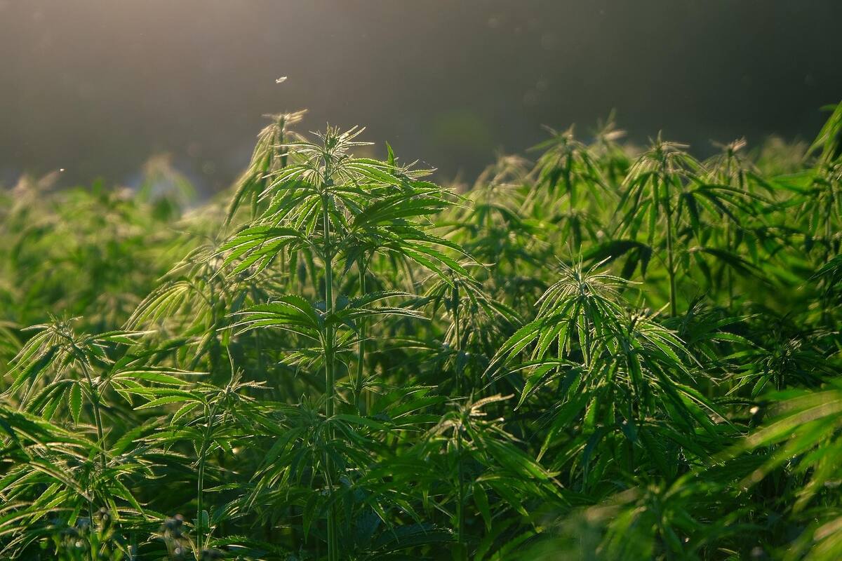 Cosechar mariguana para sobrevivir: La propuesta de habitantes de El Aguaje, San Luis Potosí