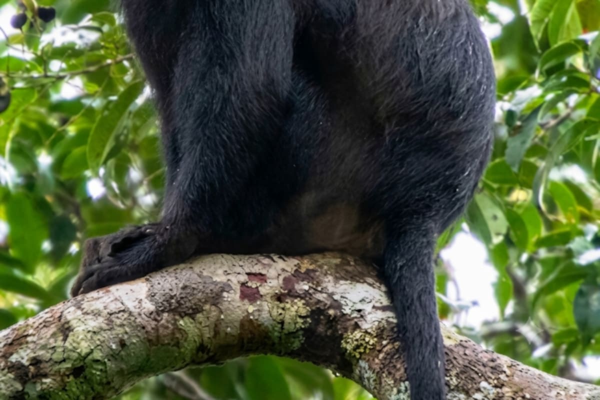 Tras años de investigación, científicos confirman al ‘Likweli’, un nuevo mono con llamativos labios rosáceos