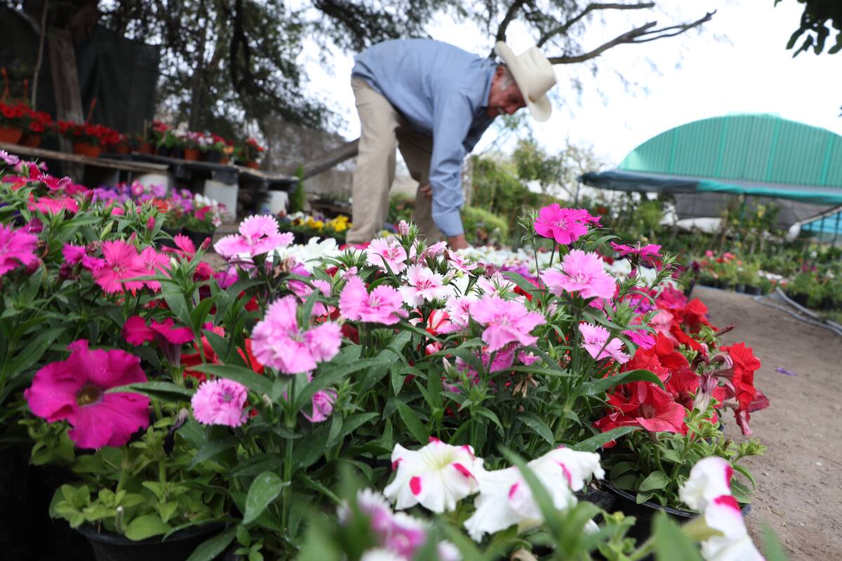 Conozca cuáles son las flores resistentes al calor