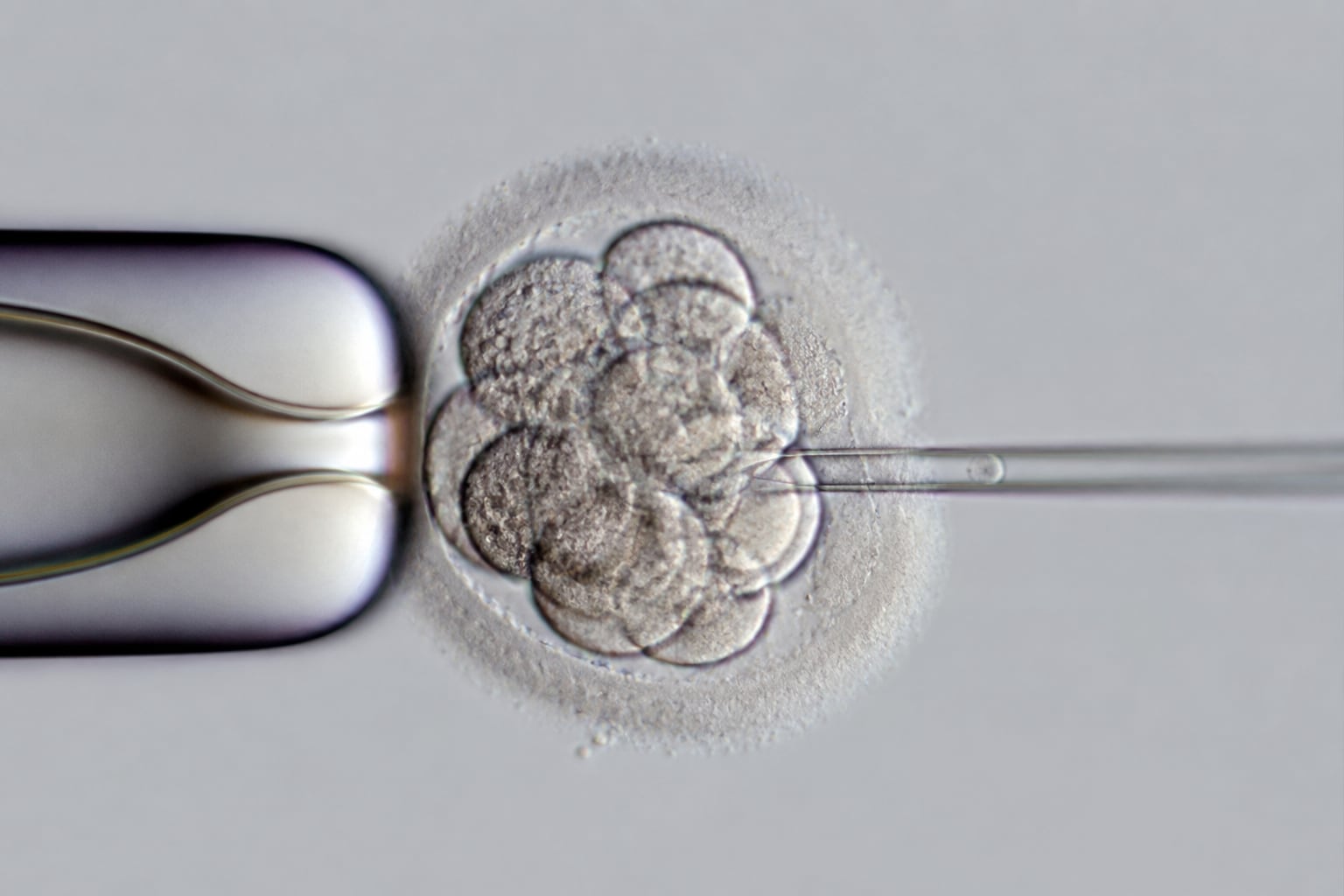 Imagen ilustrativa de un embrión humano en etapa temprana durante un procedimiento de laboratorio; científicos investigan nuevas técnicas de edición genética, aunque advierten que aún no son seguras para su uso en clínicas de fertilidad. | Imagen hecha con IA de ChatGPT