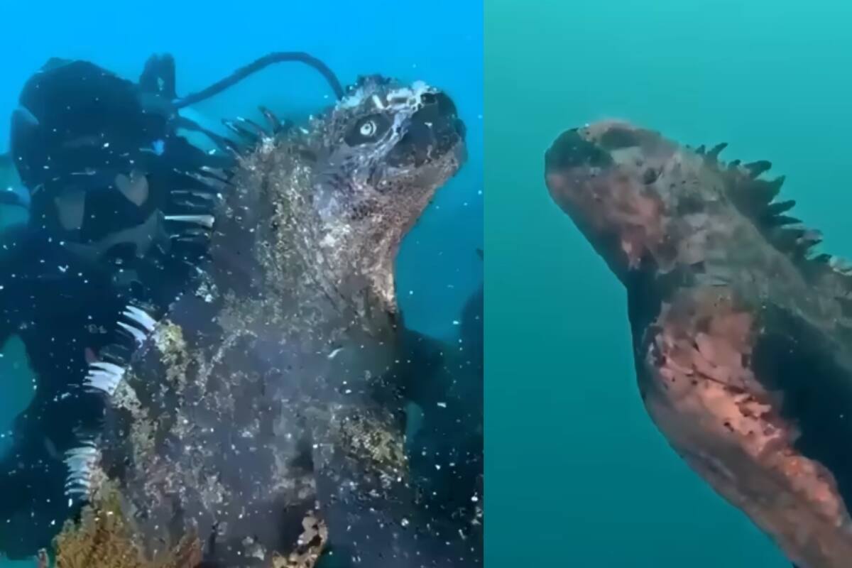 Conoce a las iguanas acuáticas y su extraordinaria habilidad para nadar en las profundidades del mar
