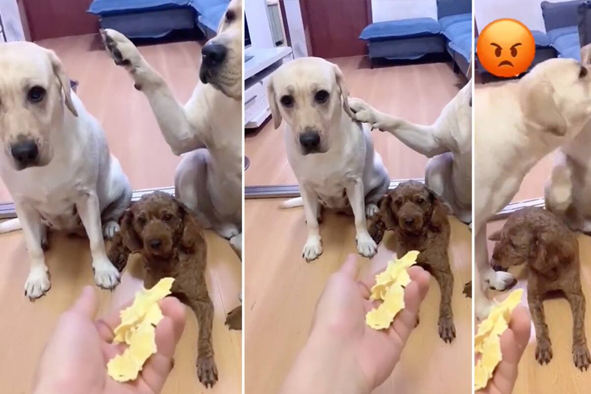 Un perro que delata a su 'amigo' con la pata arrasa en TikTok