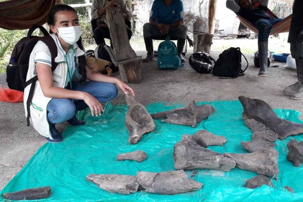 VIDEO: Encuentran restos de mastodonte con más de 10 mil años de antigüedad en una mina de Colombia