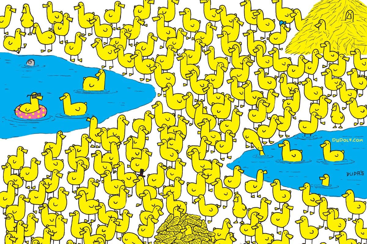 Reto visual: encuentra al pollito bebé escondido entre los patos