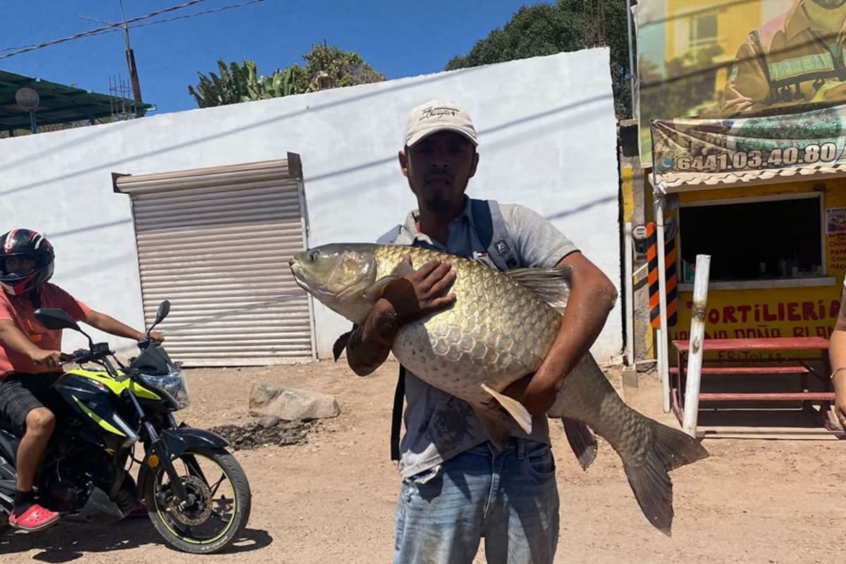 Carpa “gigante” extraída del canal es normal; llaman a su cuidado en época reproductiva