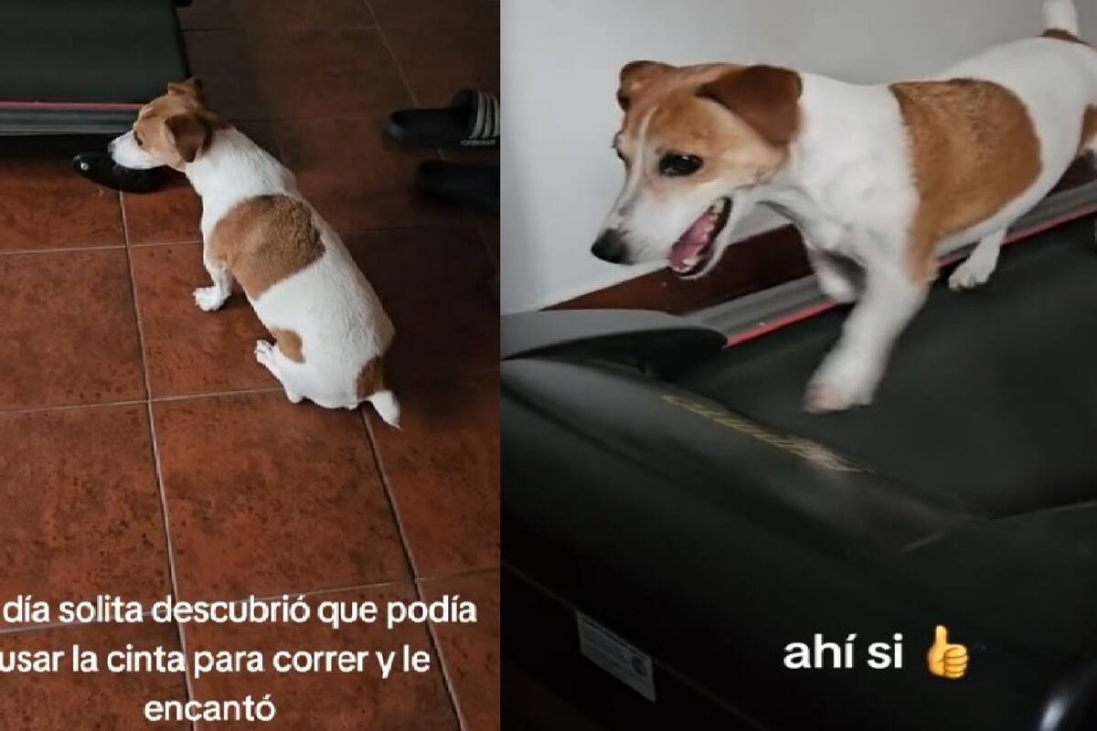 VIDEO: Juanita la perrita fitness que causa furor en redes por su amor al ejercicio