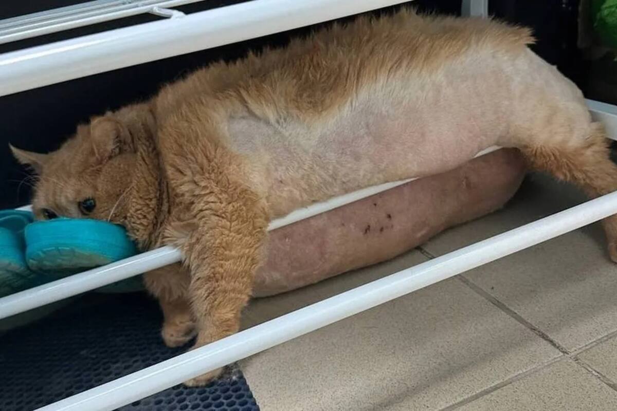 Gato obeso queda atascado durante su fallido intento de escape de la clínica de adelgazamiento