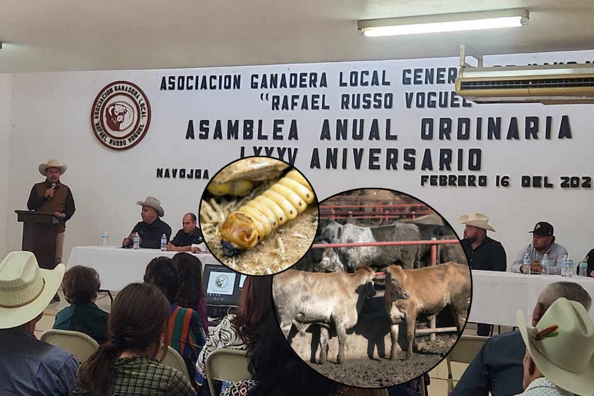 Cierre por gusano barrenador no golpea fuerte: el ciclo ganadero ya terminó, pero hay incertidumbre: Ruiz Willem