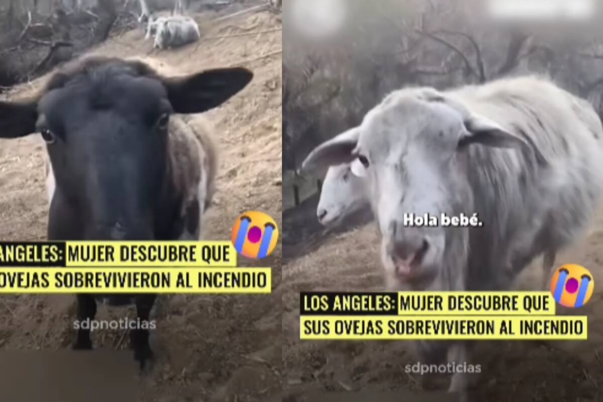 “Lamento no haberlas podido sacar”: mujer llora desconsolada tras el devastador incendio en LA al ver que sus ovejas se salvaron