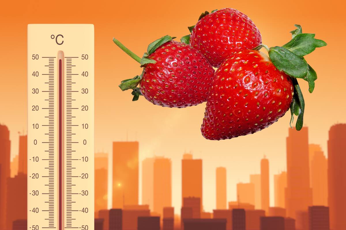 El calentamiento global podría provocar la desaparición de las fresas