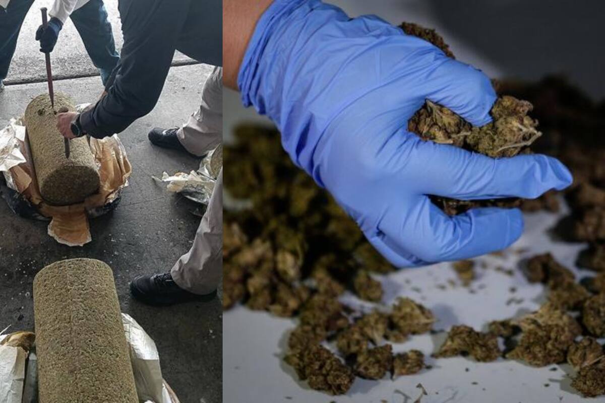 Decomisan en Veracruz más de media tonelada de marihuana escondida en piedra de cantera, con destino a República Dominicana