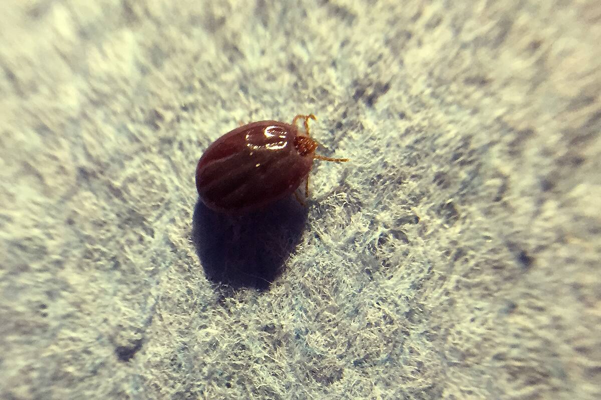 Estiman incremento de garrapatas en esta temporada