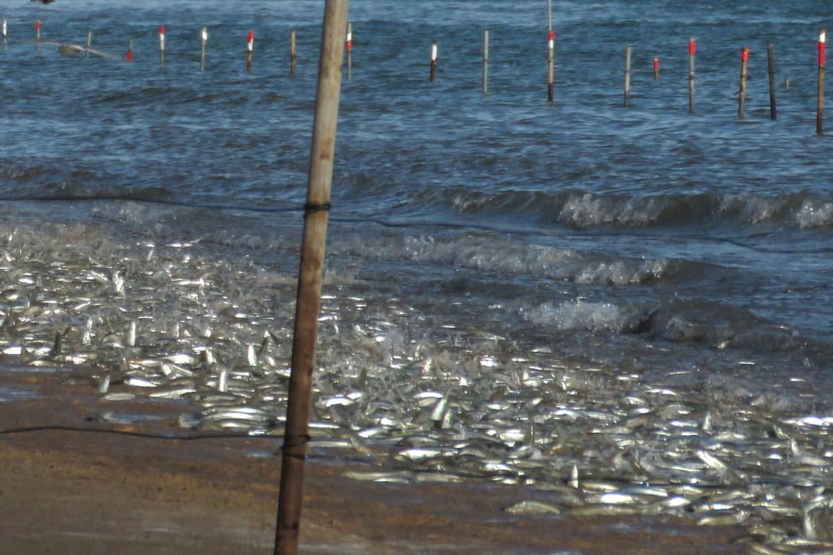 Menos pejerrey y más espacios vacíos en la playa; temporada 2026 preocupa a especialistas en el Golfo de Santa Clara