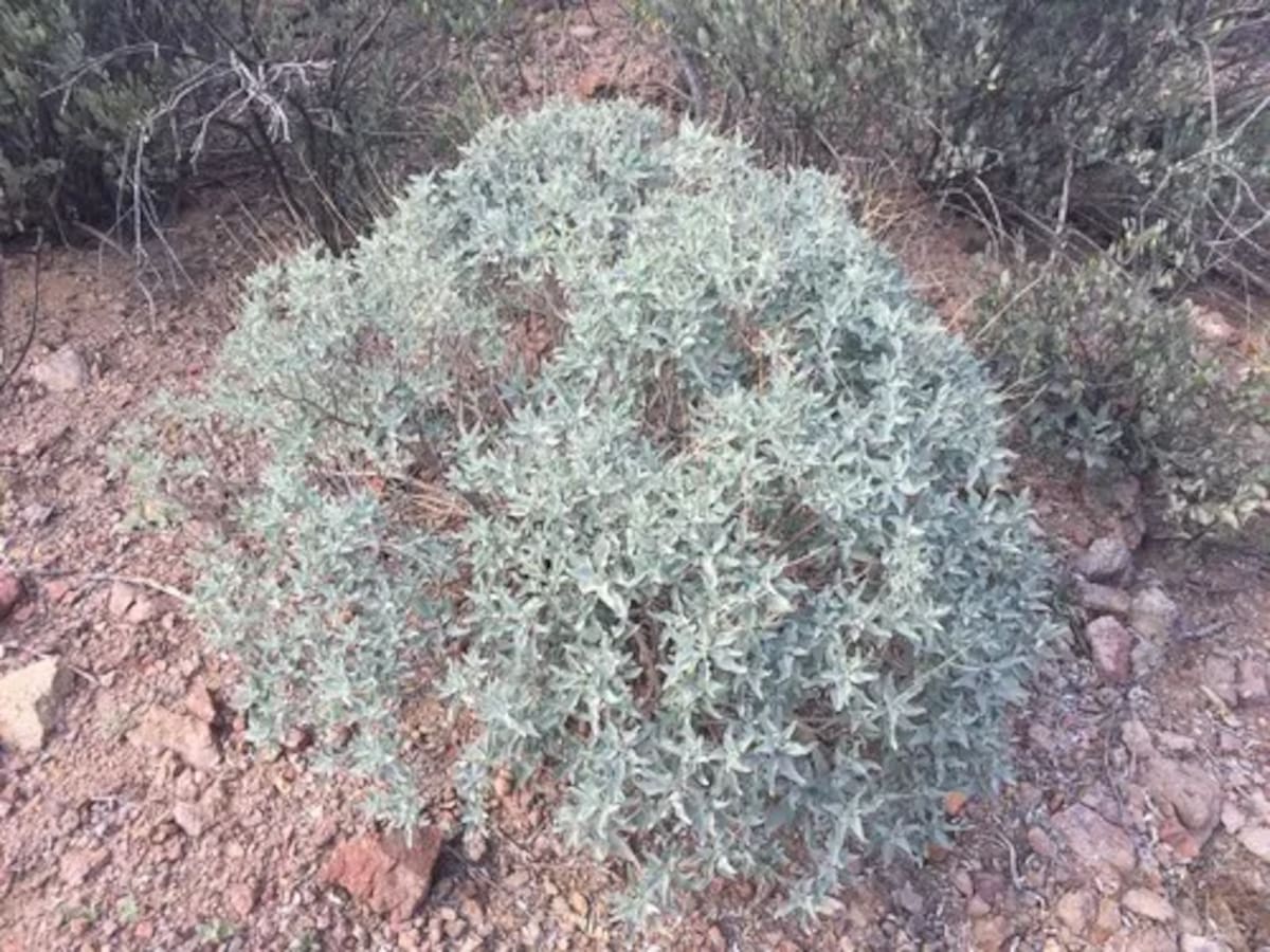 El incienso es un arbusto que produce pequeñas flores amarillas l Foto: Cortesía