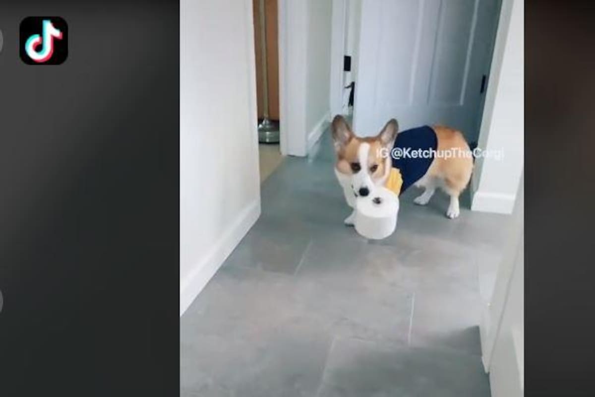 Este perrito le lleva papel higiénico a su dueña
