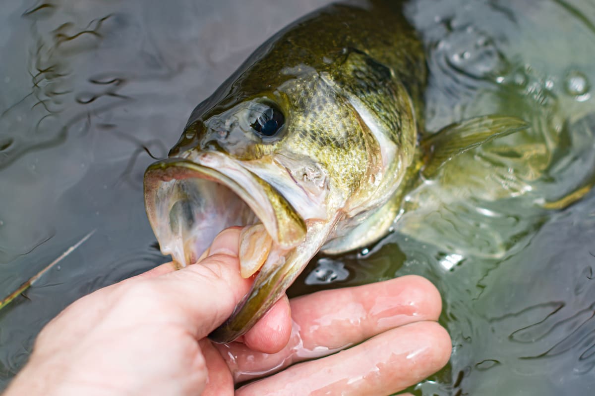 Nuestros dedos vienen del ano de los peces, revela estudio genético