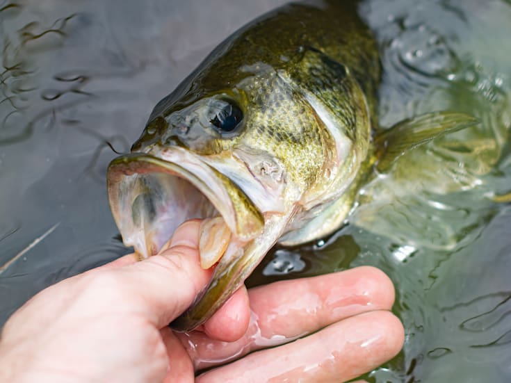 Nuestros dedos vienen del ano de los peces, revela estudio genético