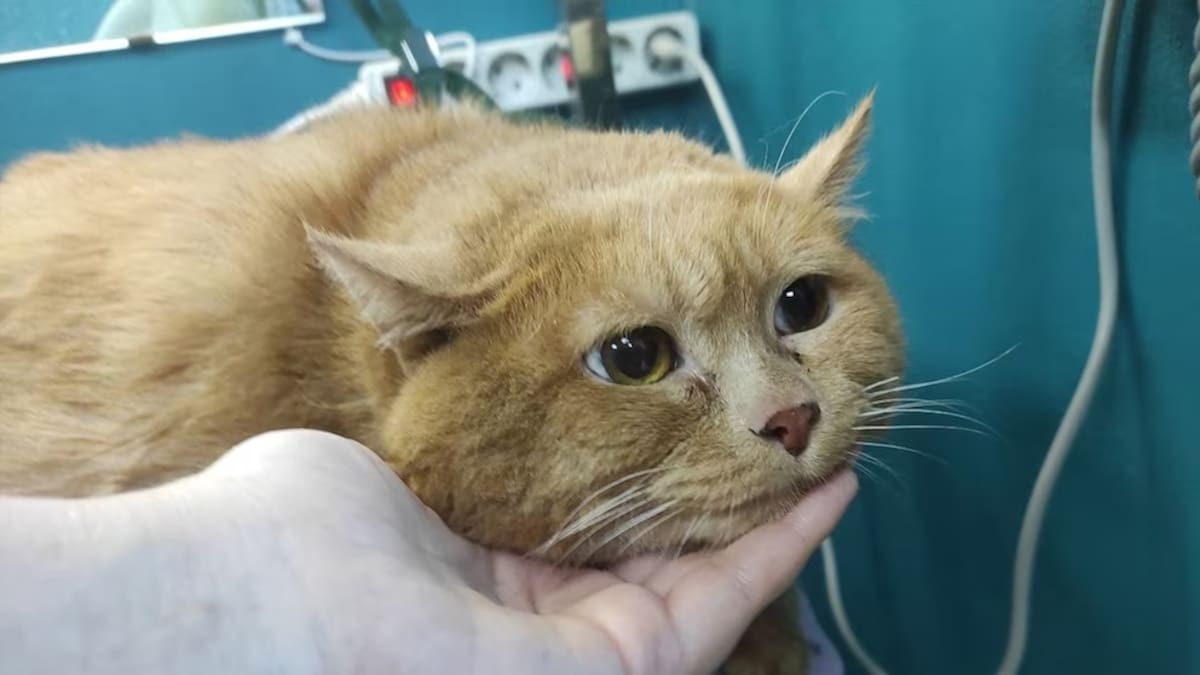 Crumbs, el gato más gordo del mundo, durante su tratamiento.