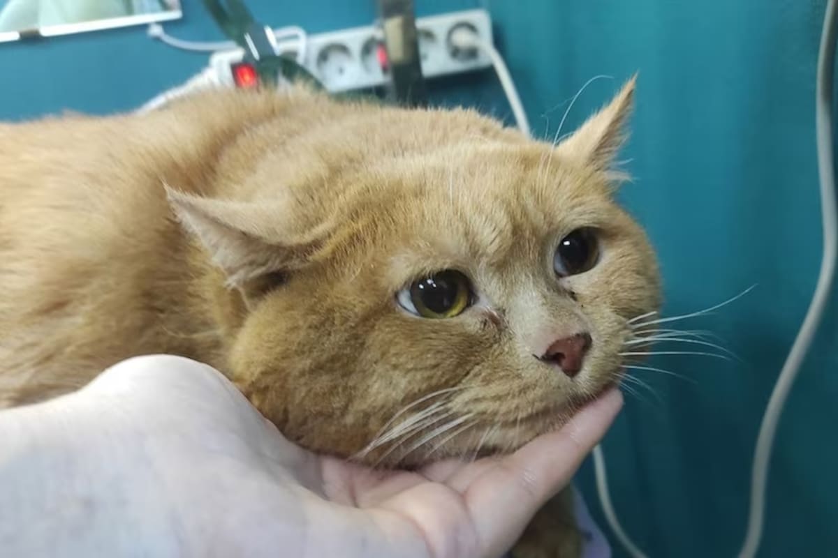 ¿Cómo proteger a mi gato de la gripe aviar tras epidemia en EU?