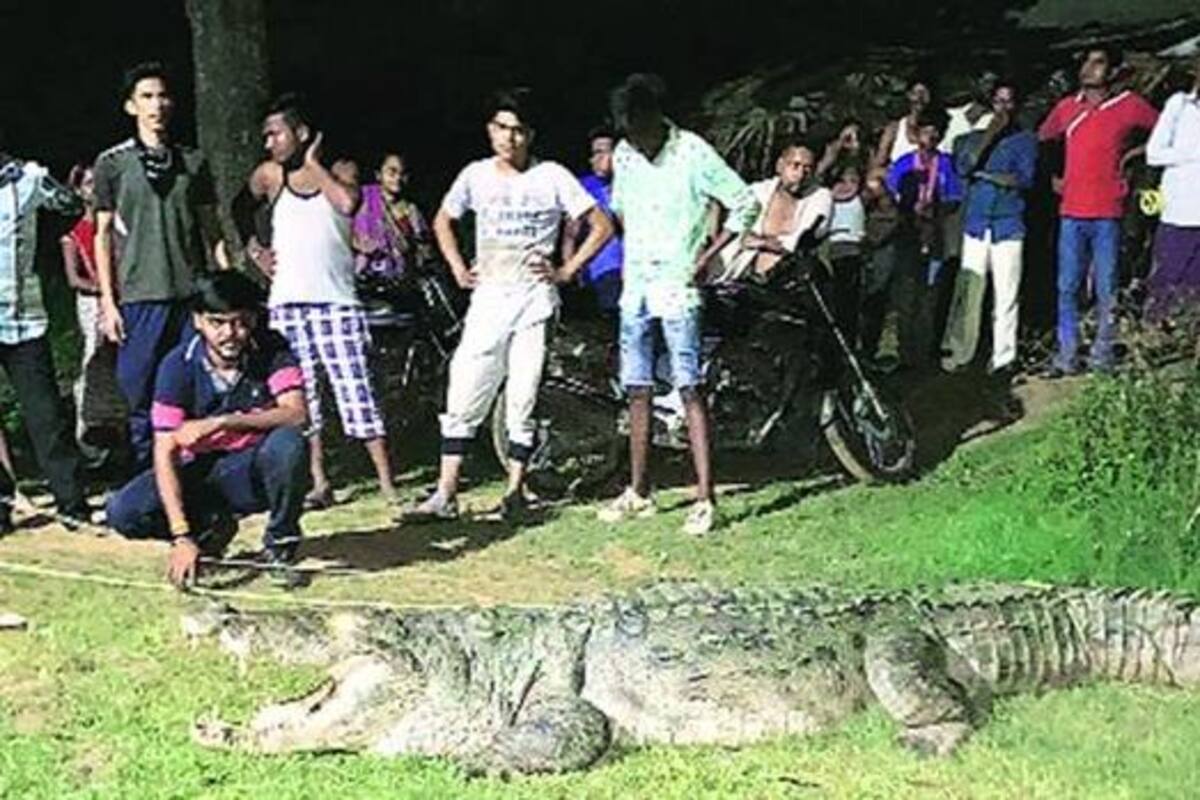 Atrapan a cocodrilo que atacó a 7 personas