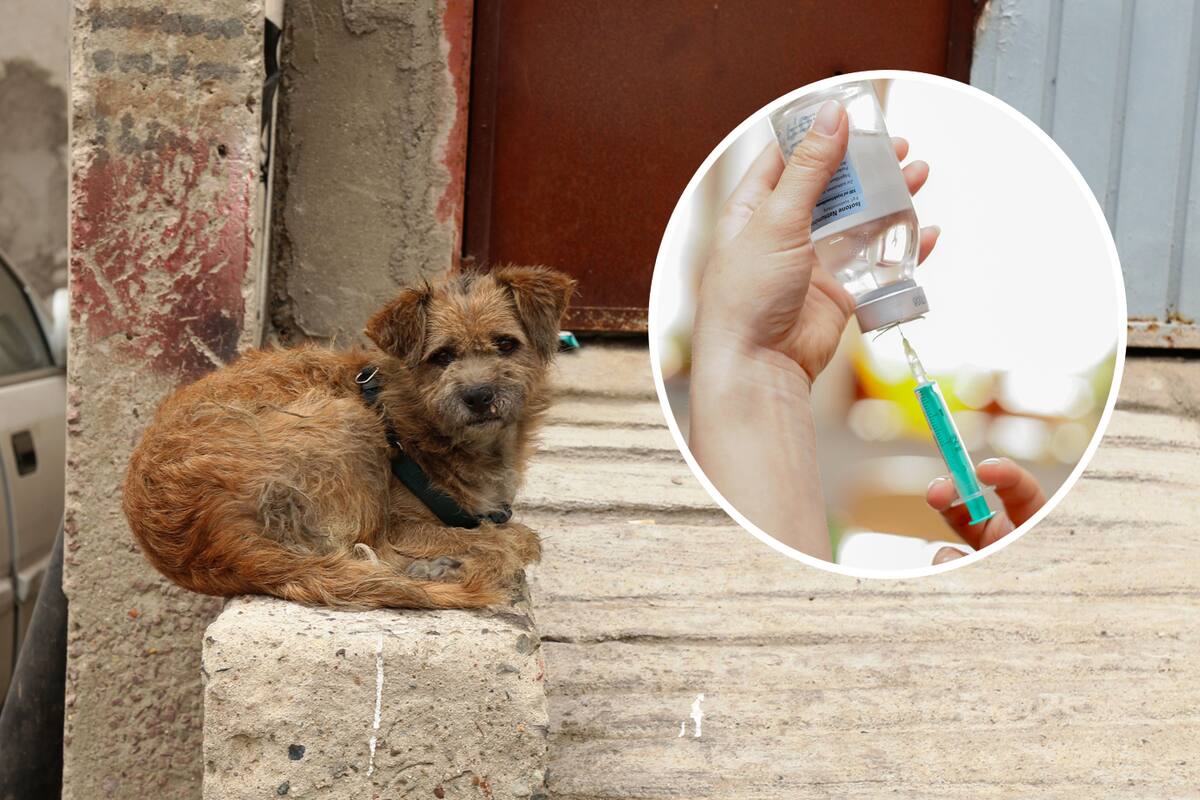 Buscan vacunar 180 mil perros y gatos contra la rabia