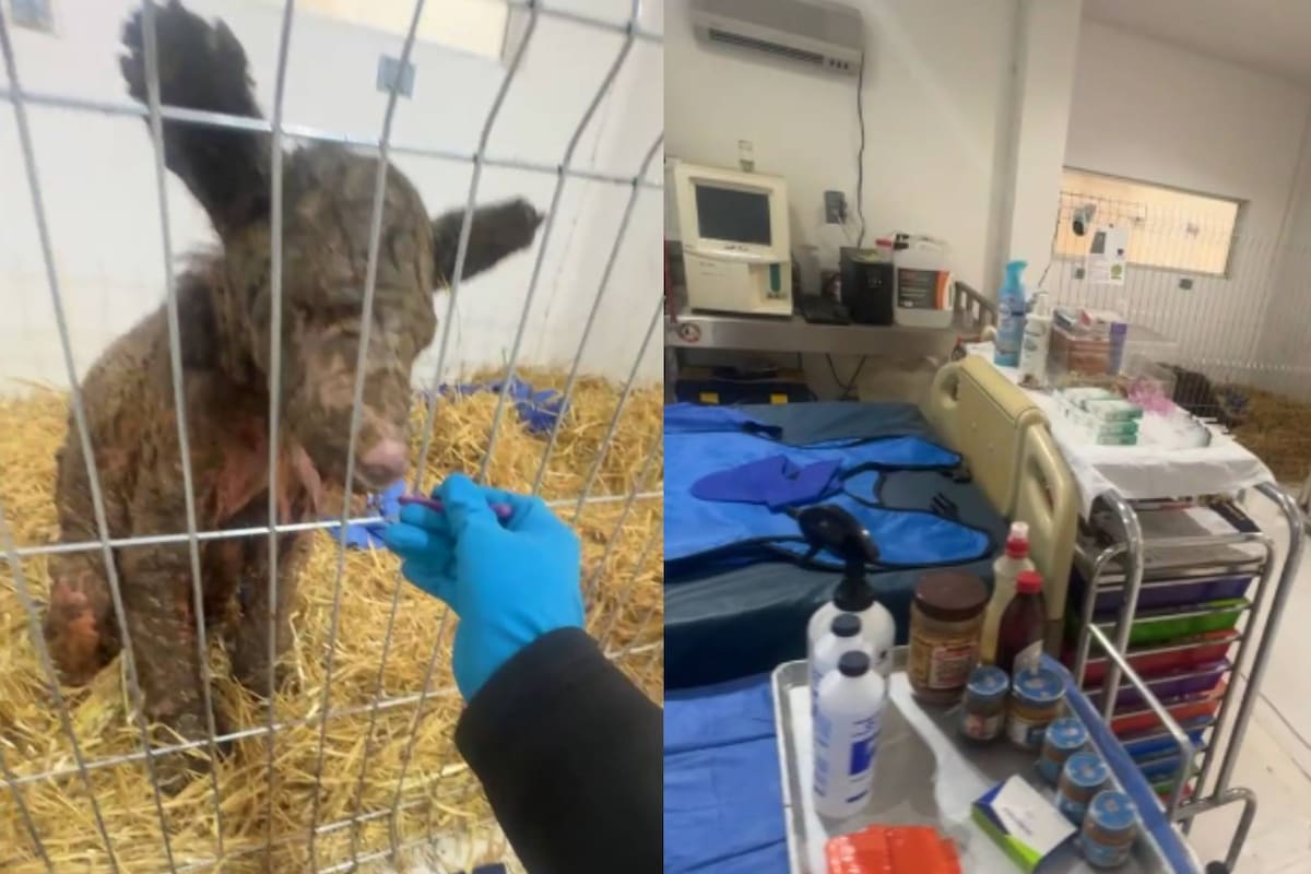 Así la recuperación de la osa Mina tras tres semanas de rehabilitación (VIDEO)