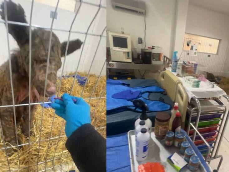 Así la recuperación de la osa Mina tras tres semanas de rehabilitación (VIDEO)