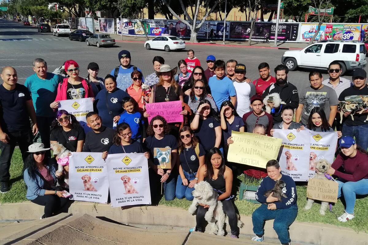 Animales maltratados no están solos: Ciudadanos