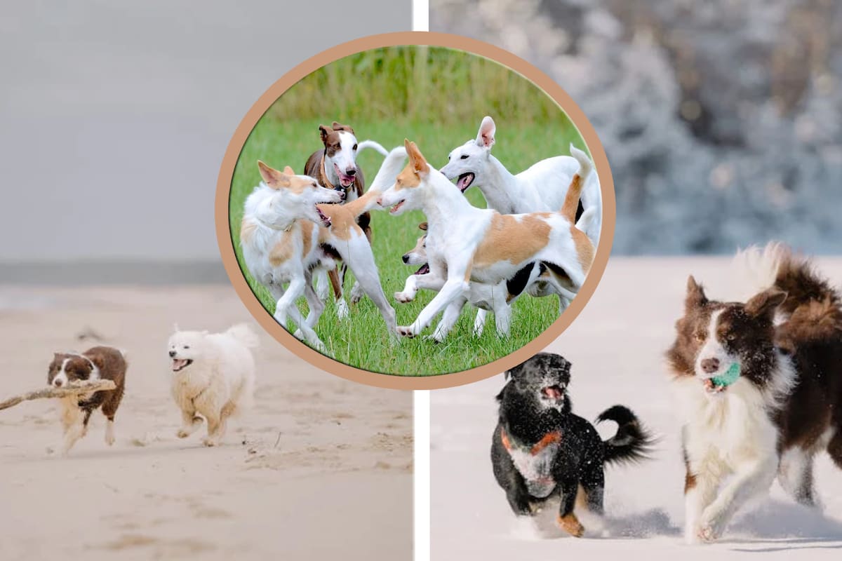 No solo con ladridos: así se comunican los perros entre ellos
